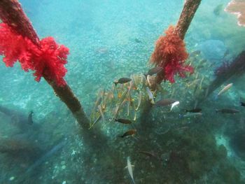 Close-up of fish swimming in sea