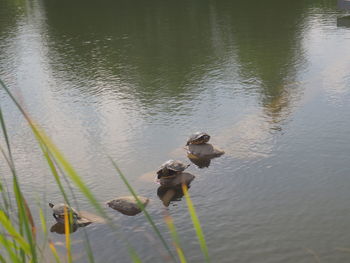 High angle view of ducks swimming on lake