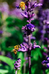 Close-up of bee on purple flower