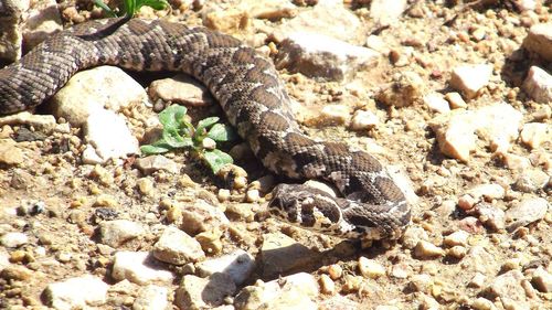 Close-up of lizard on rock