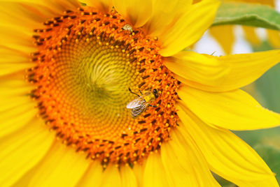 Close-up of insect on sunflower
