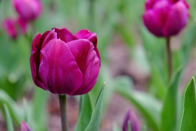 Close-up of pink flowers