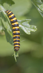 Close-up of insect on leaf