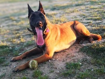 Dog relaxing on field