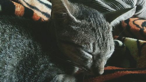 Close-up of cat sleeping