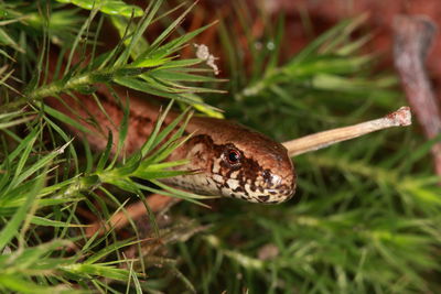 Close-up of insect on plant