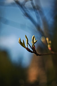 Close-up of flower buds on twig