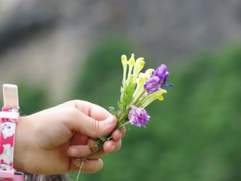 Close-up of hand holding purple flowering plant