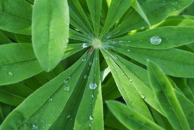 Close-up of water drops on leaf