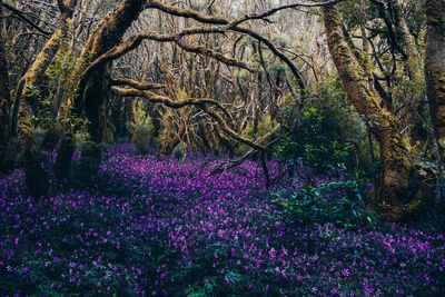 Purple flower trees in forest