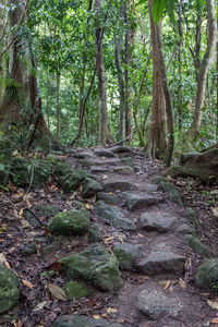 Trees in forest