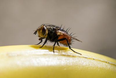 Close-up of fly on flower
