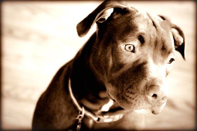 Close-up portrait of dog