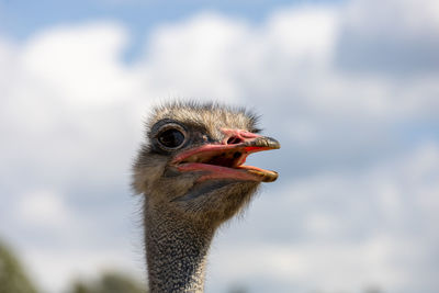 Close-up of ostrich