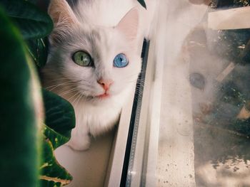 High angle view of cat on window sill