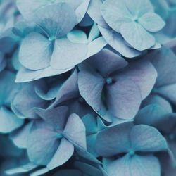 Close-up of hydrangeas blooming outdoors