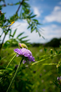 Close-up of purple flowering plant on field