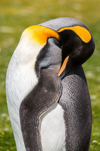 Close-up of a bird