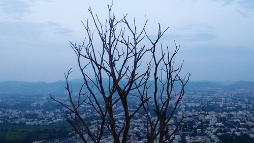 Bare tree against sky