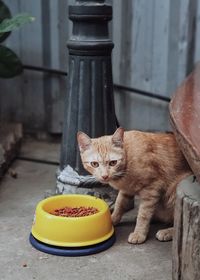 Portrait of a cat sitting