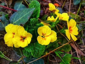 Close-up of yellow flowering plant