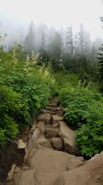 Plants growing in forest against sky