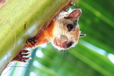 Close-up of squirrel