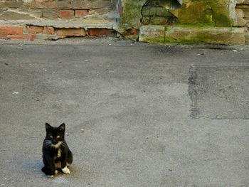 Cat looking up