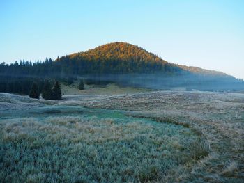 Scenic view of forest against clear sky