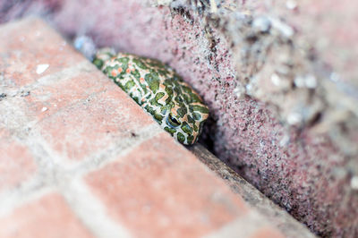 Close-up of lizard on concrete