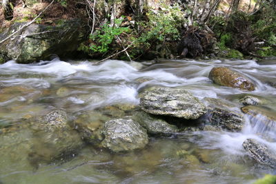 Stream flowing through forest