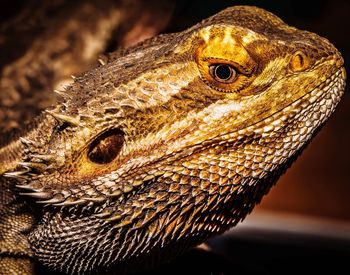 Close-up of lizard