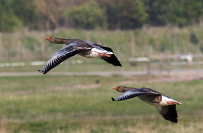 Bird flying in a field