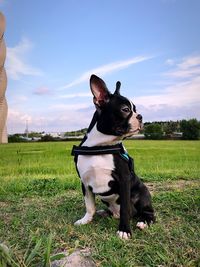 Portrait of dog sitting on field against sky