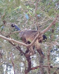 Low angle view of monkey on tree