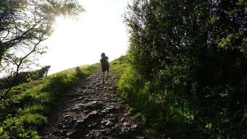 People walking on street amidst trees in forest against sky