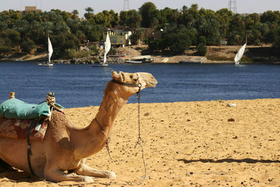 Camel at rest aswan