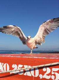 Seagull flying over black background