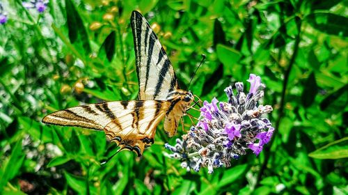 Butterfly perching on flower