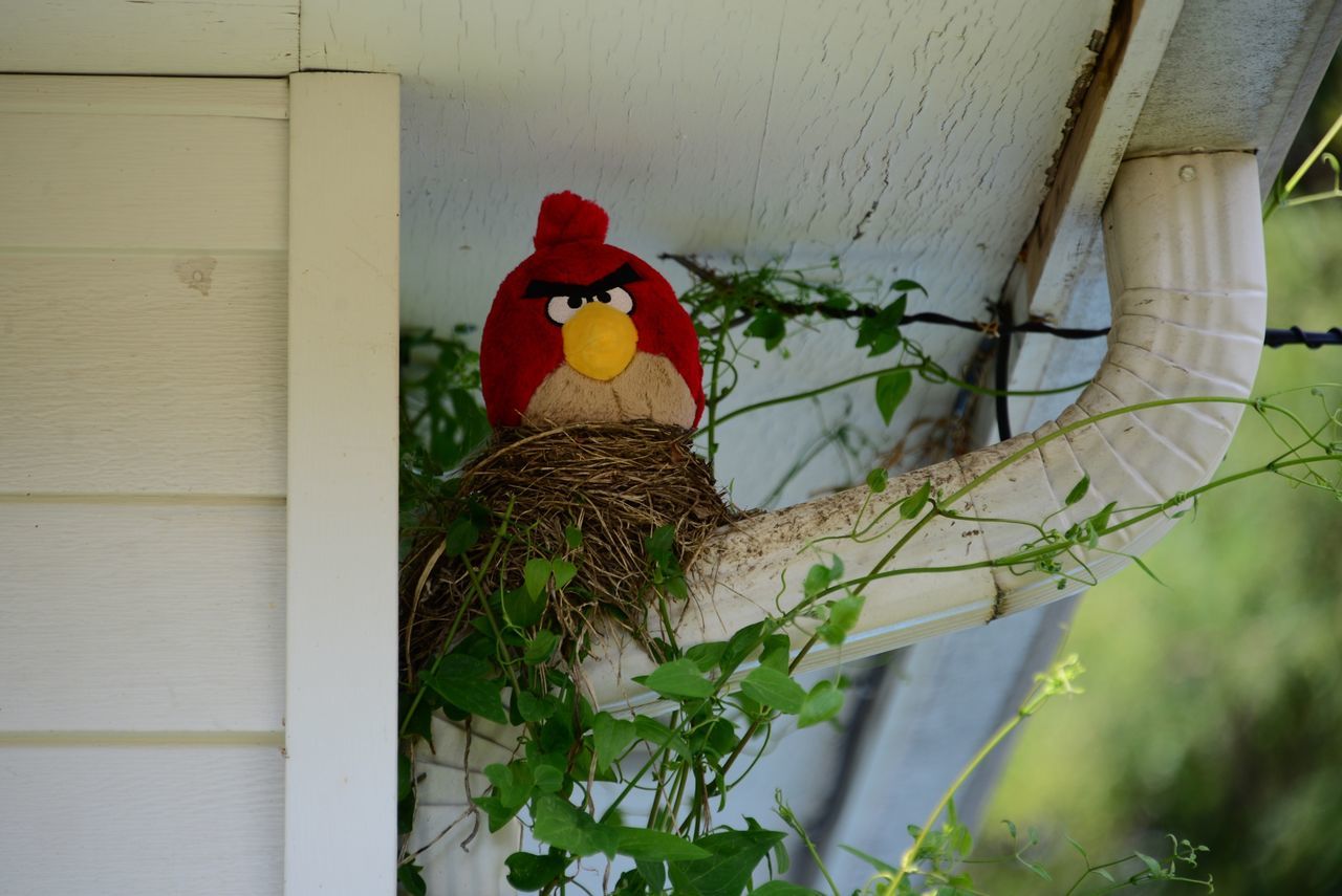 Empty Robins Nest