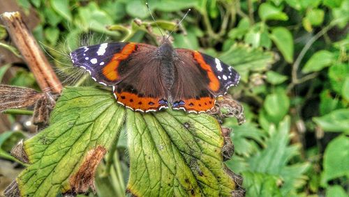 Close-up of butterfly on leaf