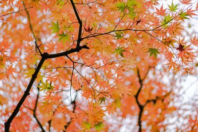 Low angle view of flowering tree during autumn