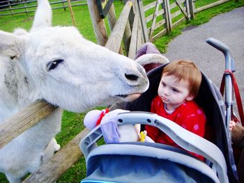 High angle view of donkey standing by cute baby girl sitting in stroller