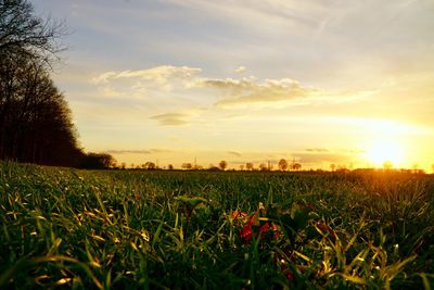 Scenic view of field against sky during sunset