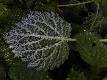 Close-up of frozen leaves