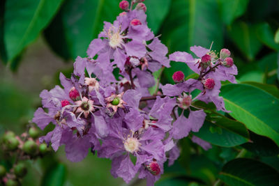 Close-up of pink flowering plant