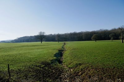 Scenic view of field against clear sky