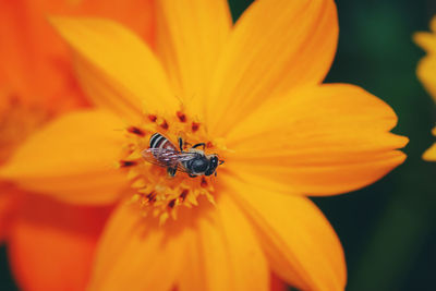 The insects are flying to the pollen naturally for living.