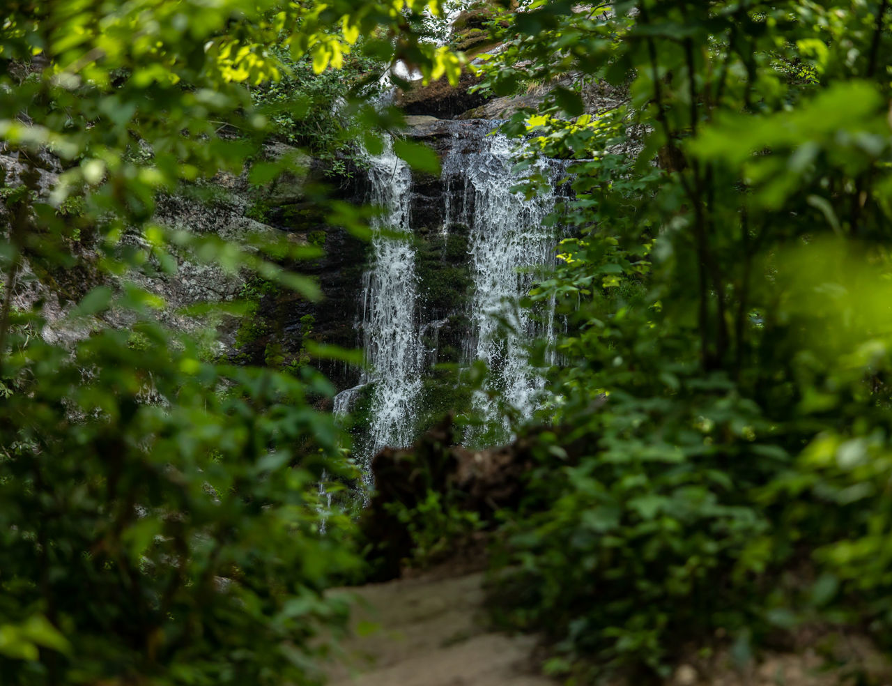 VIEW OF WATERFALL IN FOREST