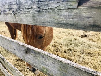 View of a horse